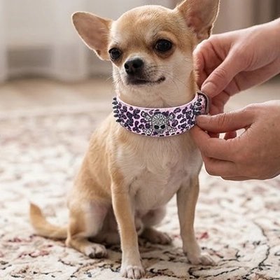 Collier Chien | Robuste et Confortable