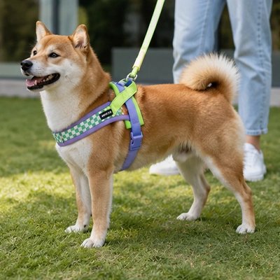 Harnais pour Chien | Confort Premium