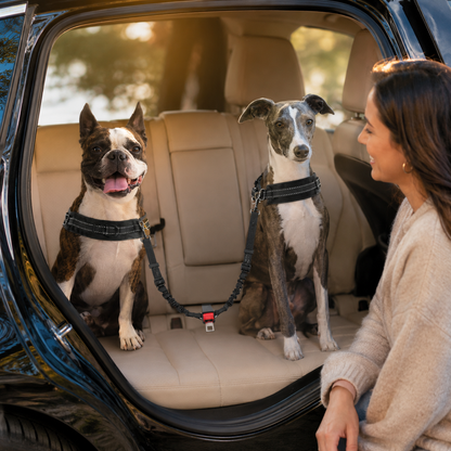 Double Ceinture de Sécurité Élastique pour Chien