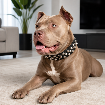 Collier Clouté avec Laisse pour Chien