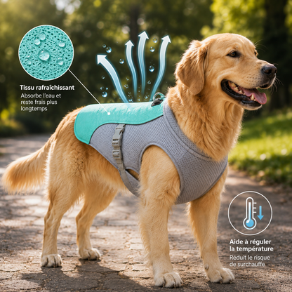Gilet Rafraîchissant Chien Harnais Intégré