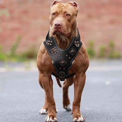 Harnais en Cuir Véritable pour Grand Chien