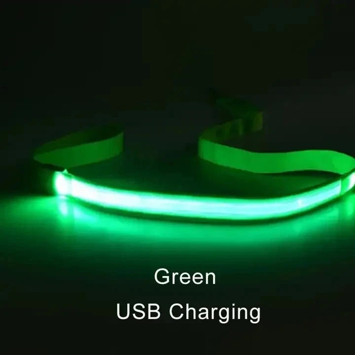 Laisse Lumineuse LED Rechargeable USB pour Chien