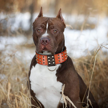 Collier Clouté Large Cuir Véritable pour Grand Chien