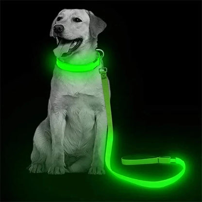 Laisse Lumineuse LED Rechargeable USB pour Chien