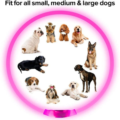 Collier LED USB Rechargeable pour Chien