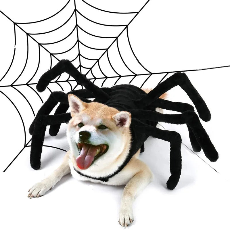 Déguisement Araignée Halloween pour Chien