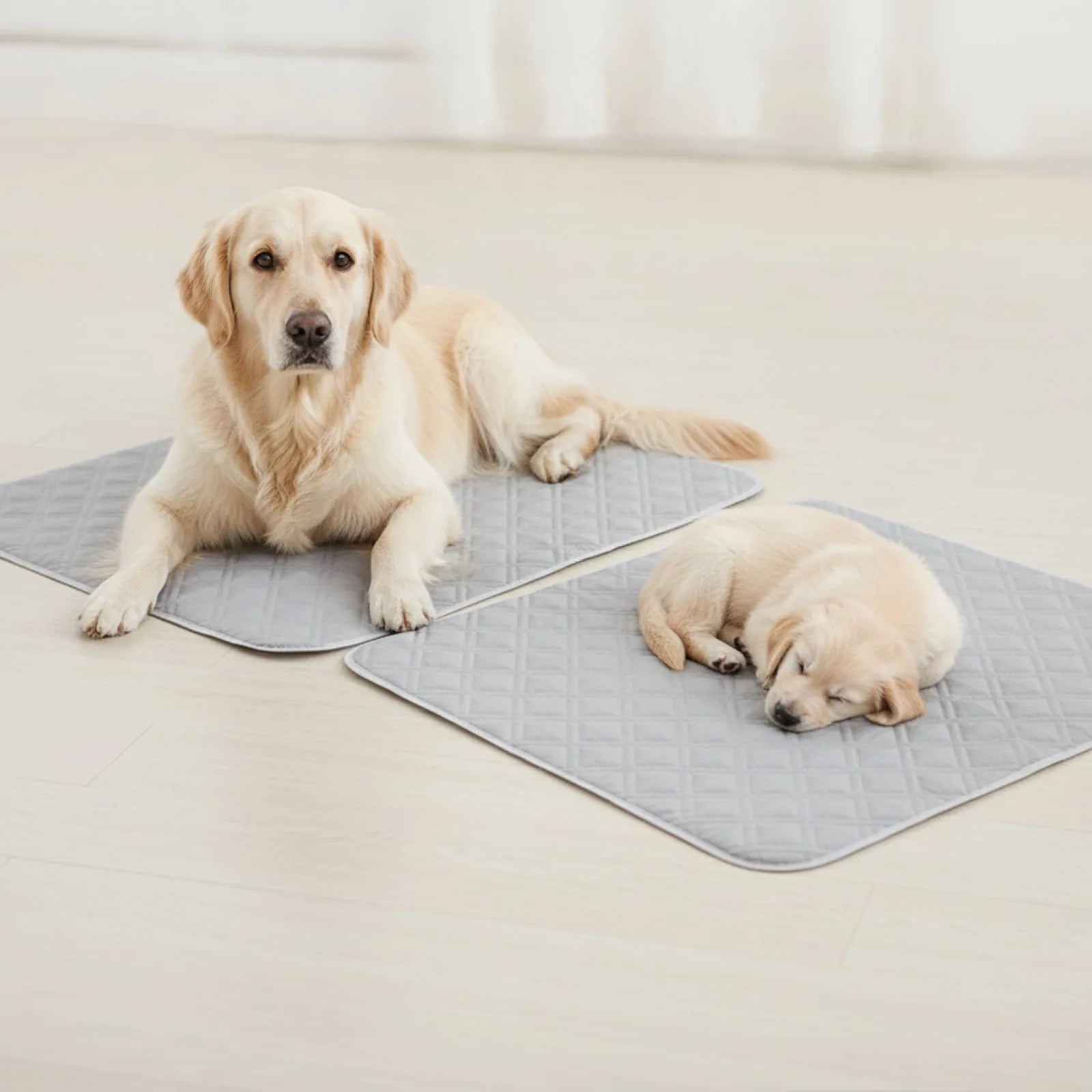 Coussinets Lavables pour Chiens et Chats