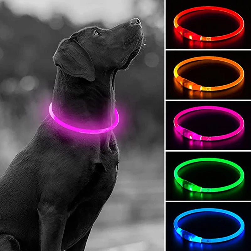 Collier lumineux pour chien – vue packshot sur fond ivoire