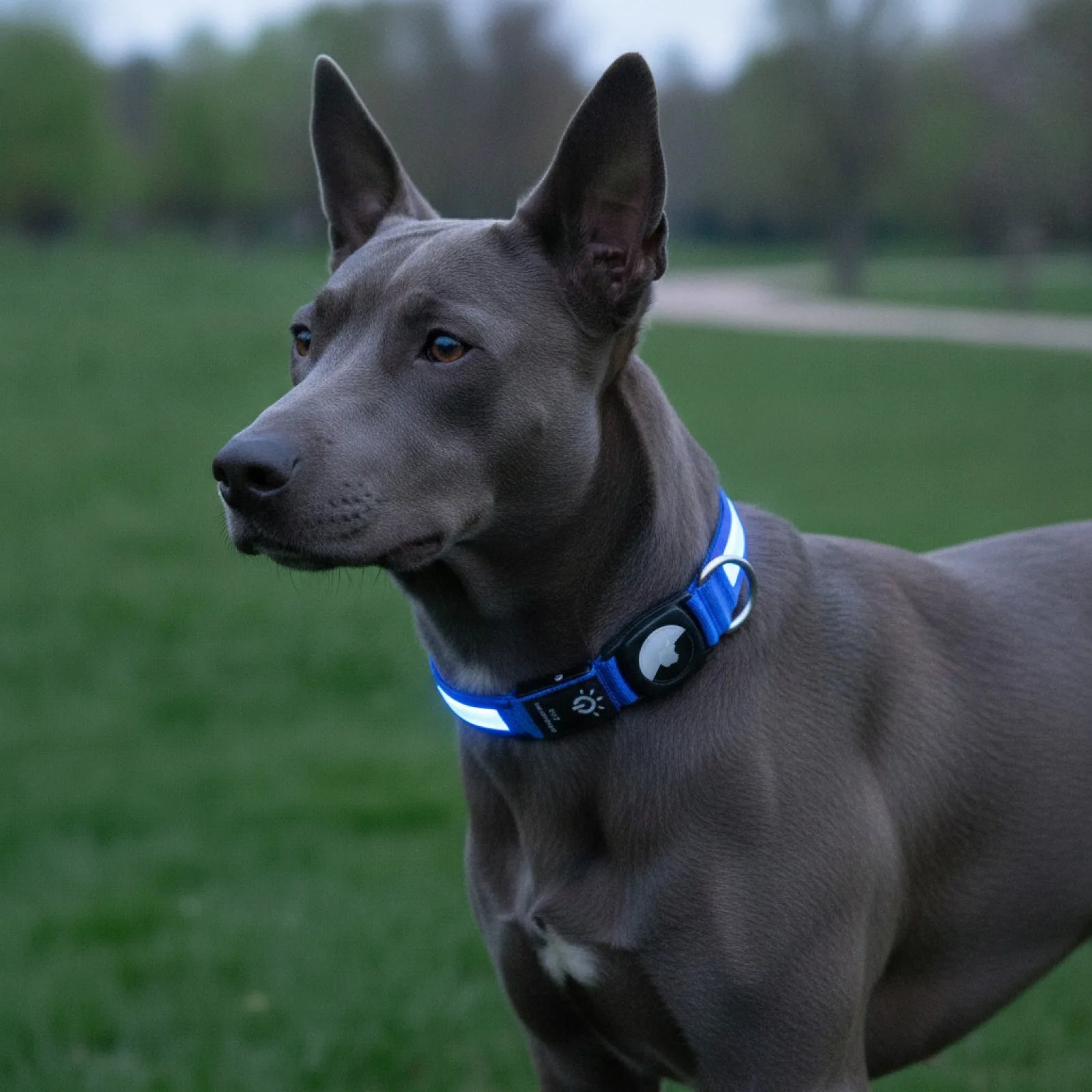 Collier lumineux GPS chien avec étui AirTag - détail