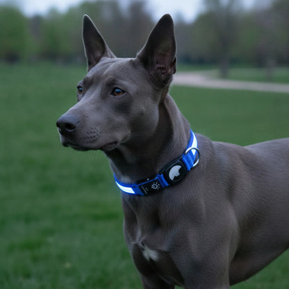 Collier lumineux GPS chien avec étui AirTag - détail