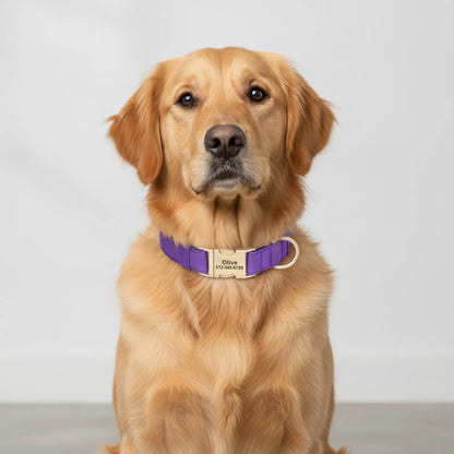 Collier chien nylon imperméable gravé - détail