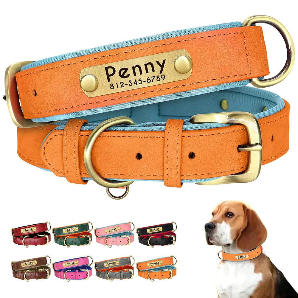Collier chien personnalisé avec nom – vue packshot sur fond ivoire