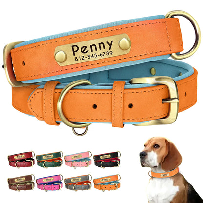 Collier chien personnalisé avec nom – vue packshot sur fond ivoire