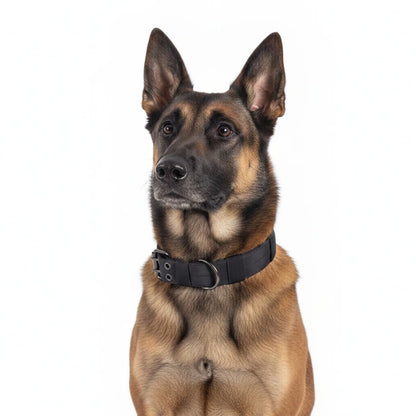 Collier tactique nylon pour chien - vue de biais
