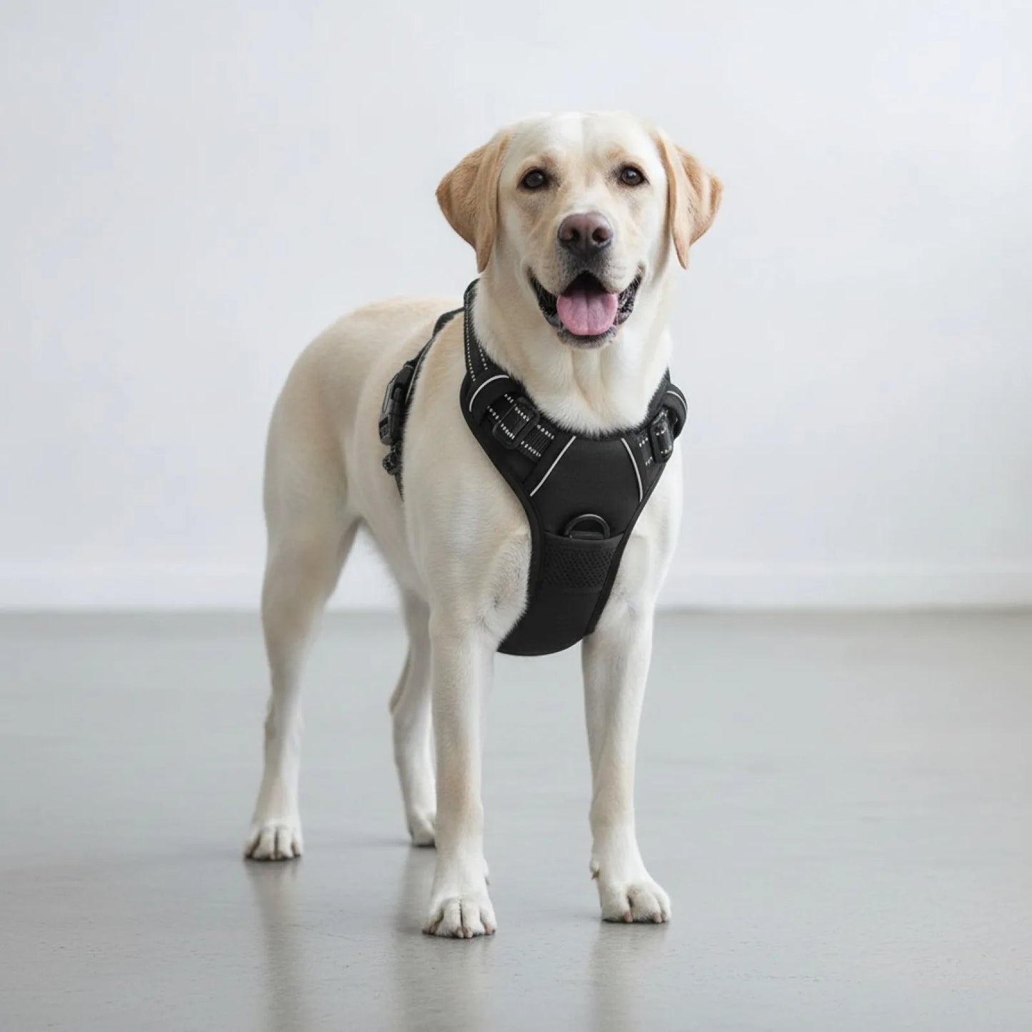 Ensemble harnais collier et laisse cuir pour chien - vue de biais