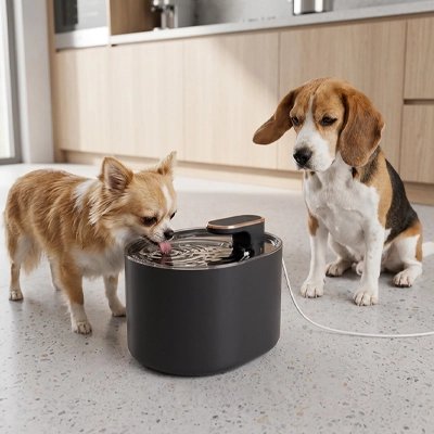 Fontaine a eau Chien | Filtrée Silencieuse