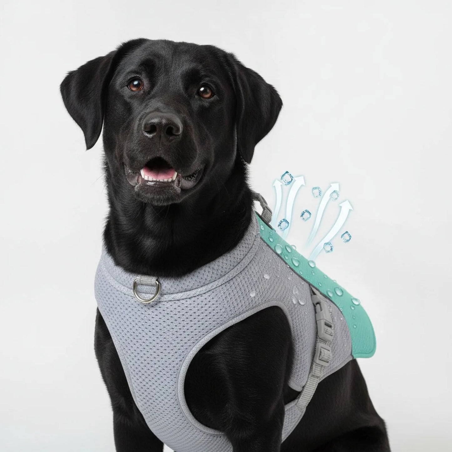 Gilet rafraîchissant chien harnais intégré - en situation